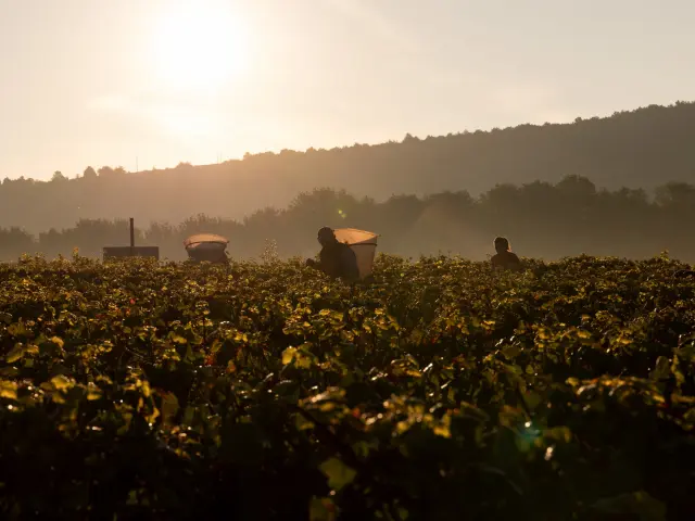 Vdc Gc Cheilly Les Maranges Md 9