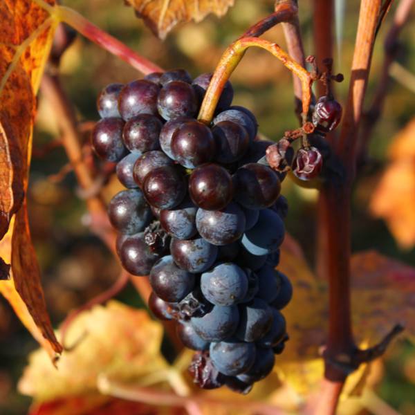 Vignobles de la Côte Chalonnaise et des Maranges