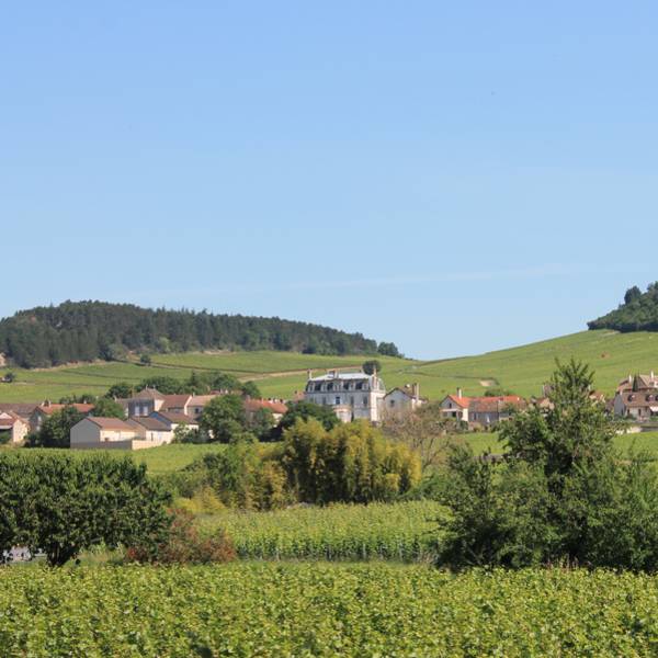 Mercurey Côte Chalonnaise