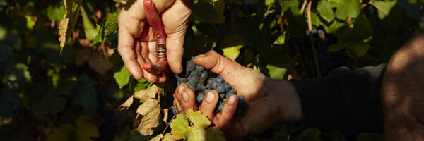 <h3>Visites et dégustations dans les vignobles</h3>